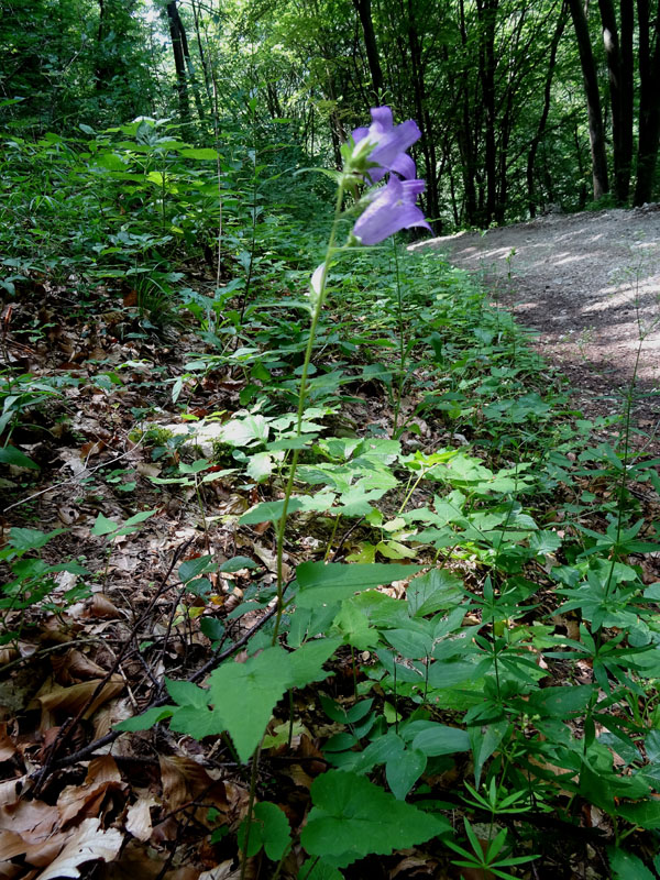 Campanula trachelium / Campanula selvatica