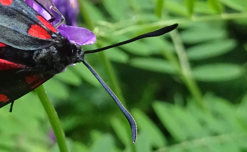 Zygaena transalpina