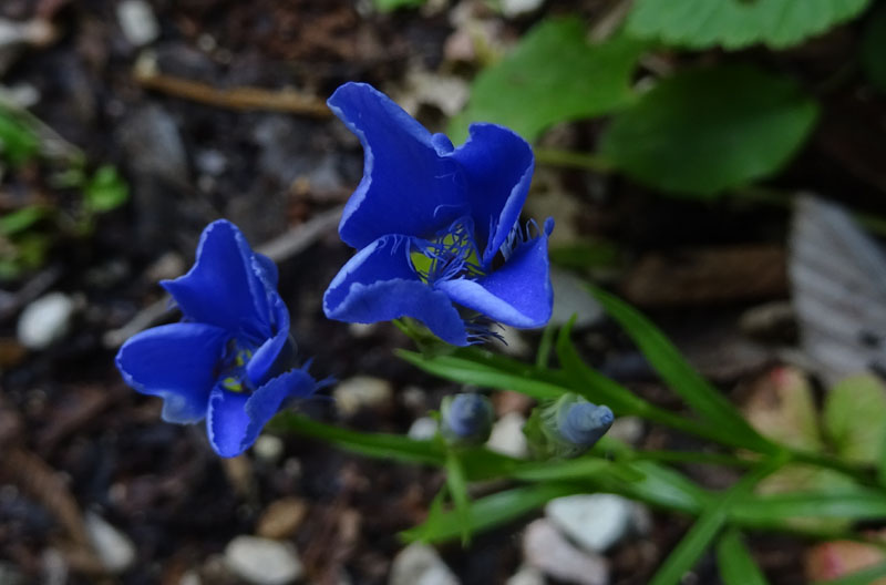 Gentianopsis ciliata - Gentianaceae