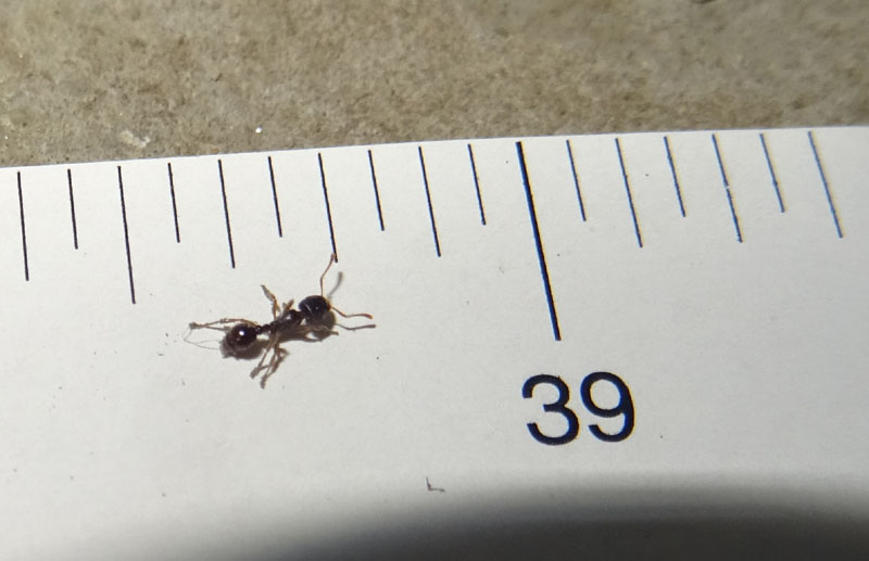 Tetramorium sp. - Formicidae