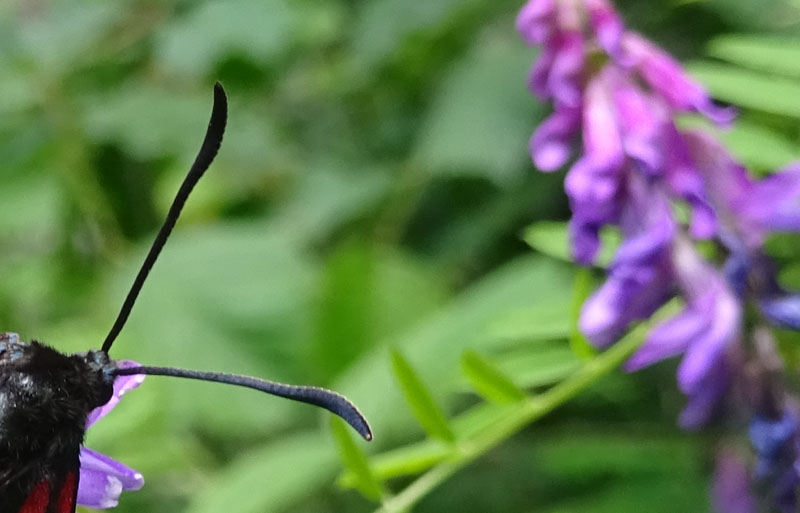 Zygaena transalpina