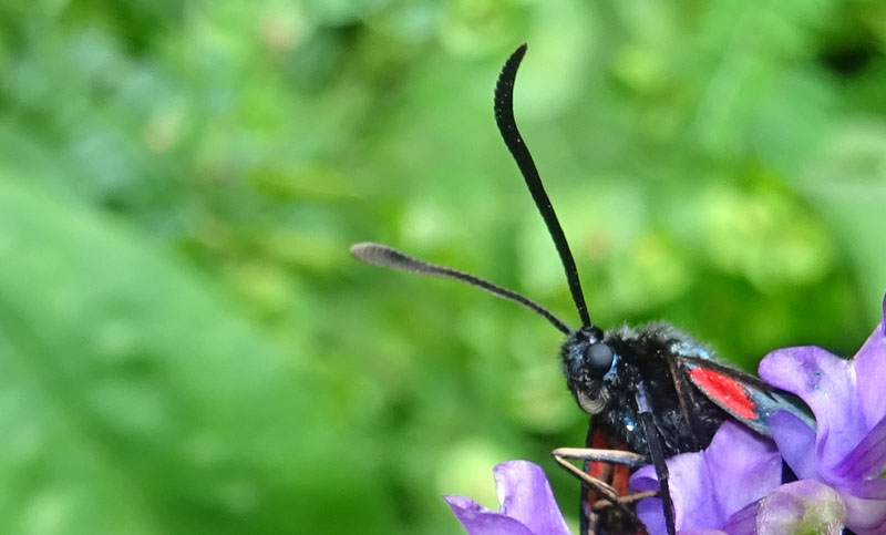 Zygaena transalpina