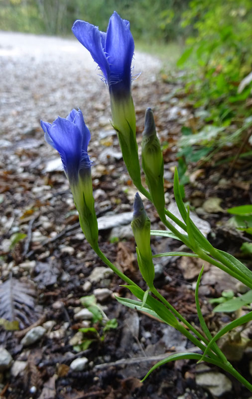 Gentianopsis ciliata - Gentianaceae