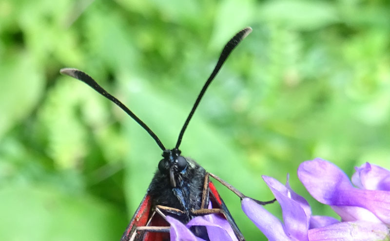 Zygaena transalpina