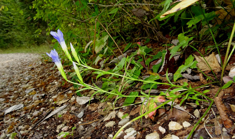 Gentianopsis ciliata - Gentianaceae