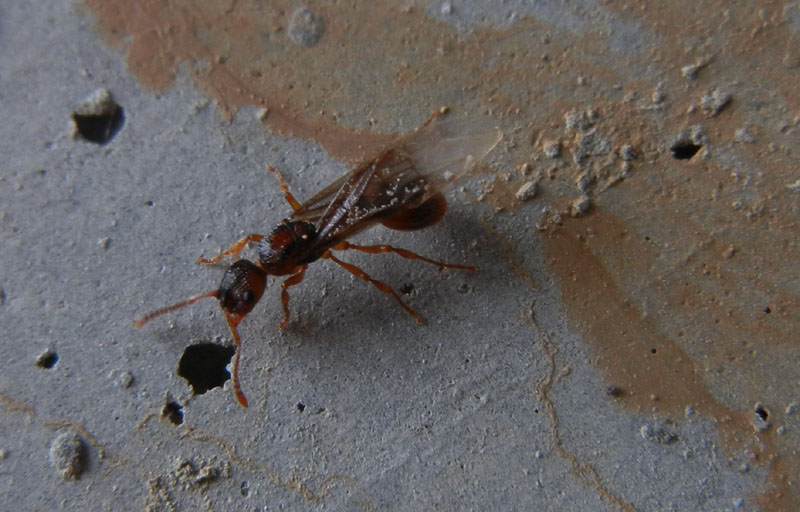 Regina di...... Myrmica sp.