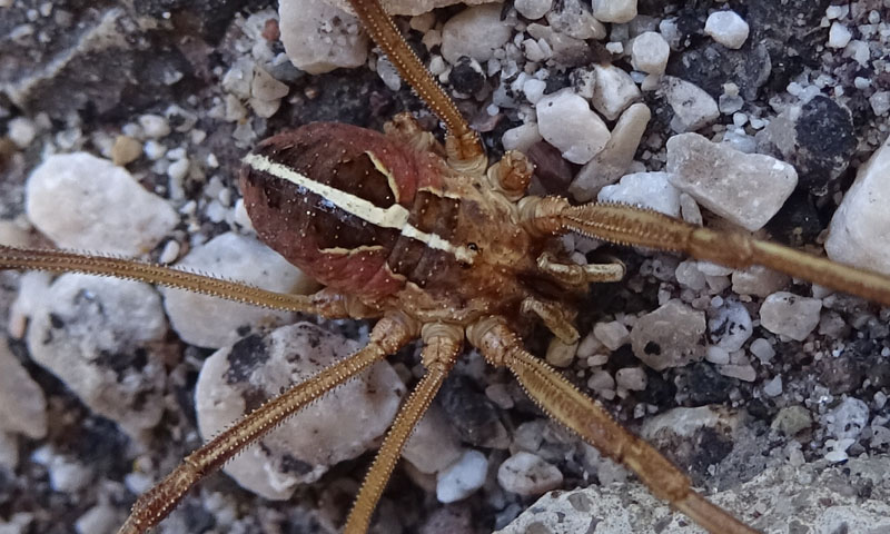 Metaphalangium propinquum (Phalangiidae)