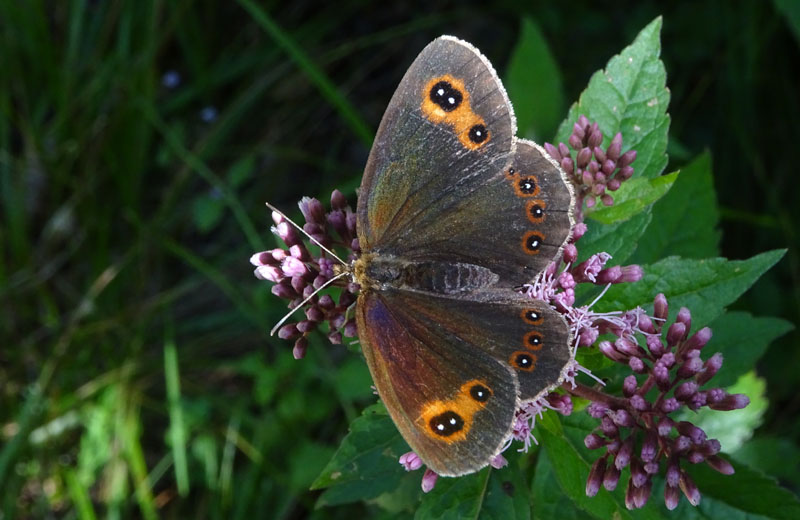 Erebia aethiops (f.) Nymphalidae Satyrinae...dal Trentino