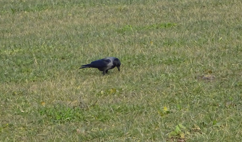 Corvus cornix - Corvidae.....dal Trentino