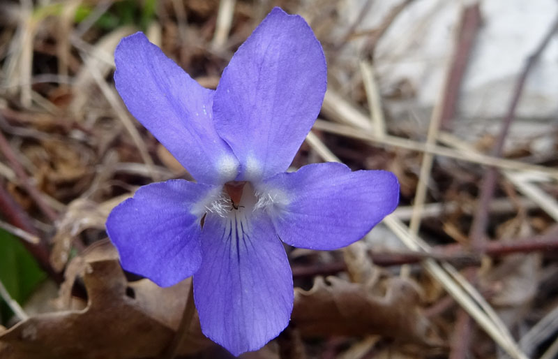 Viola hirta / Viola irta