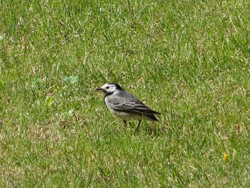 Motacilla alba, stranamente priva della sua lunga coda!