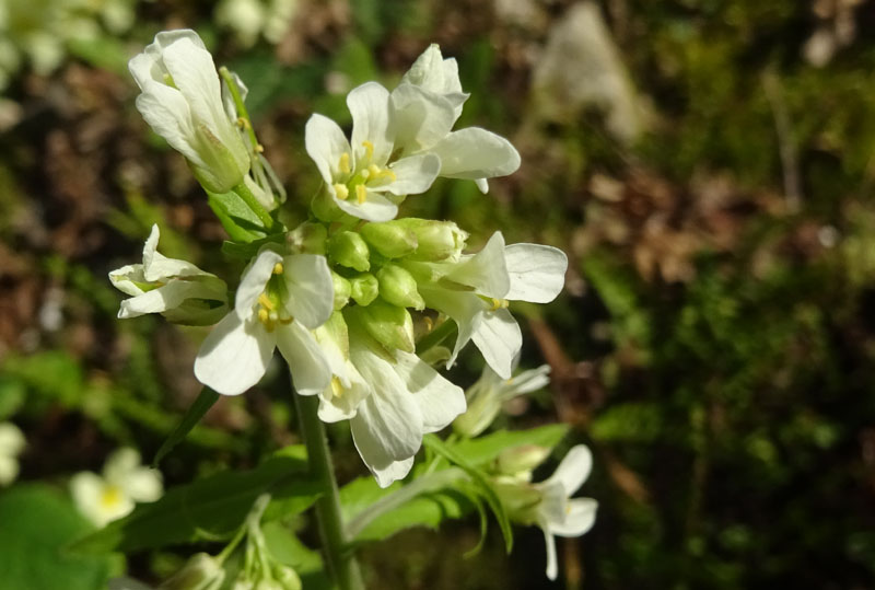 Pseudoturritis turrita (= Arabis turrita) / Arabetta maggiore