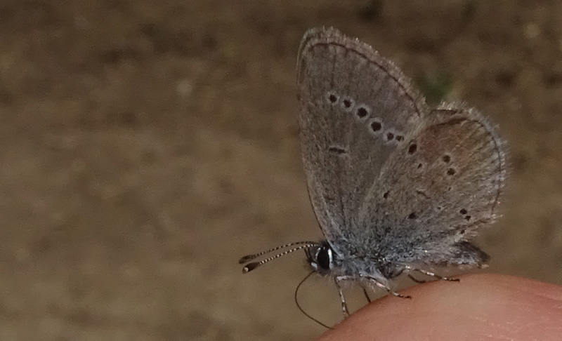 Cupido minimus - Lycaenidae