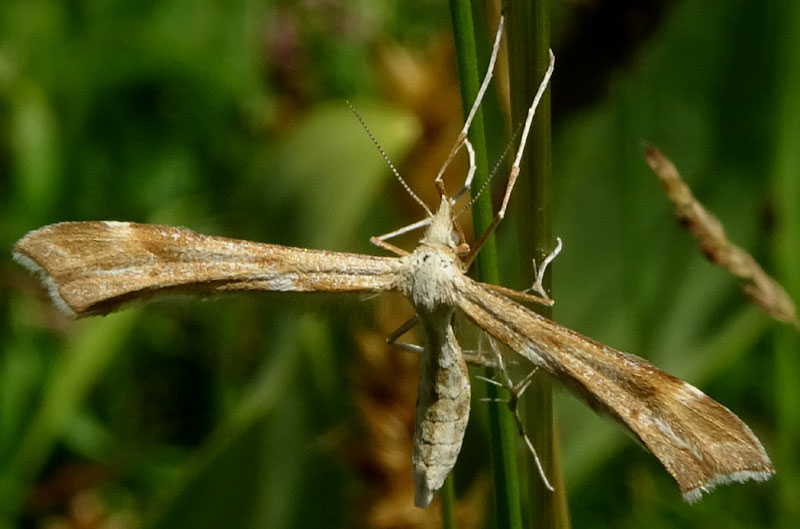 Pterophoridae: Cfr. Gillmeria pallidactyla