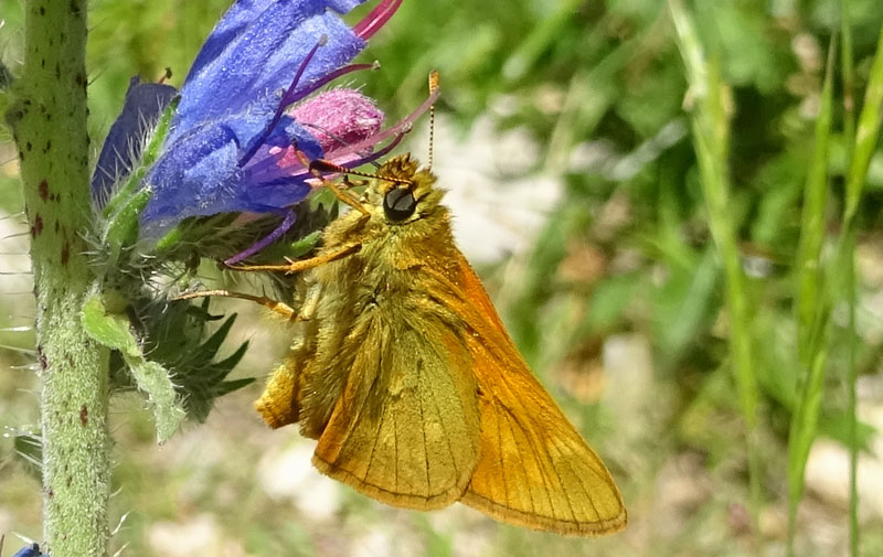 Hesperiidae: Thymelicus lineola ? no: Ochlodes sylvanus