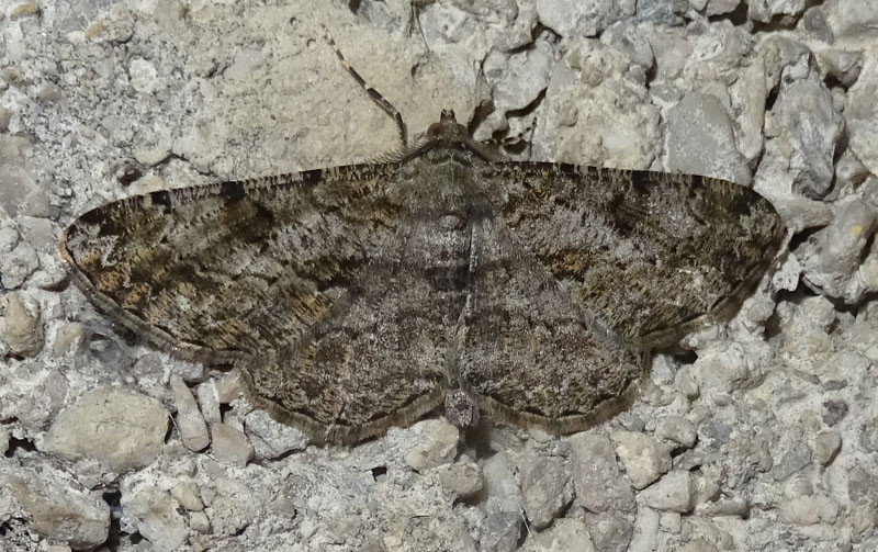 Peribatodes rhomboidaria - Geometridae