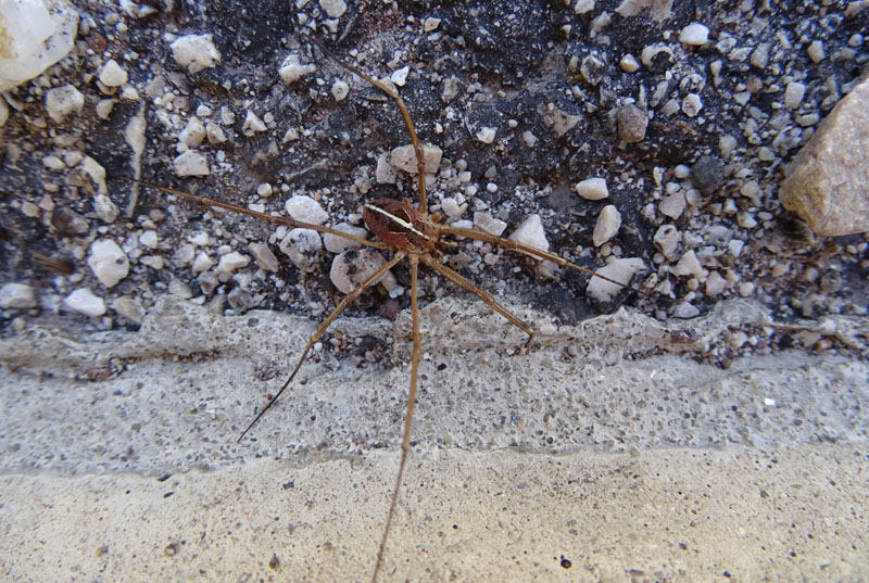 Metaphalangium propinquum (Phalangiidae)