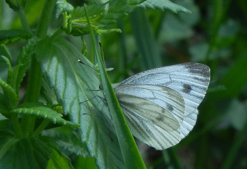 Pieris napi (f.) - Pieridae..........dal Trentino