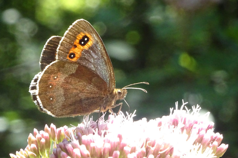 Erebia aethiops (f.) Nymphalidae Satyrinae...dal Trentino