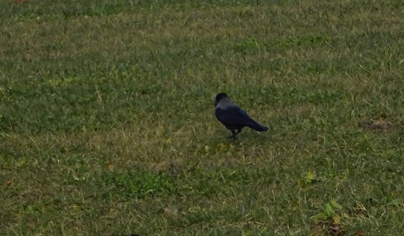 Corvus cornix - Corvidae.....dal Trentino