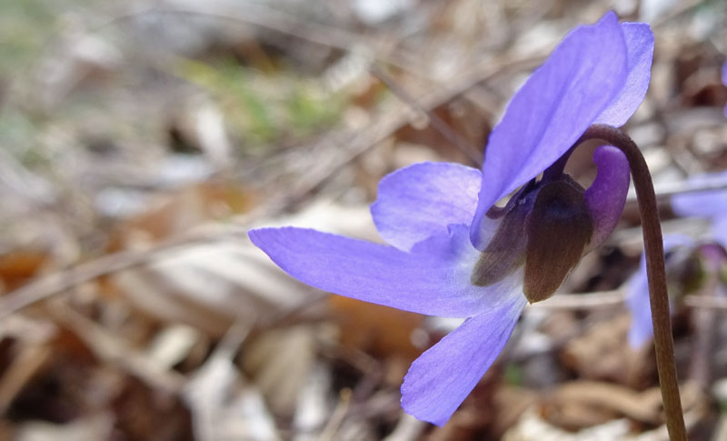 Viola hirta / Viola irta