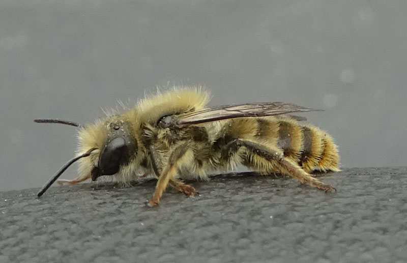 insolito habitat! Maschio di Osmia o Hoplitis (Apidae Megachilinae)