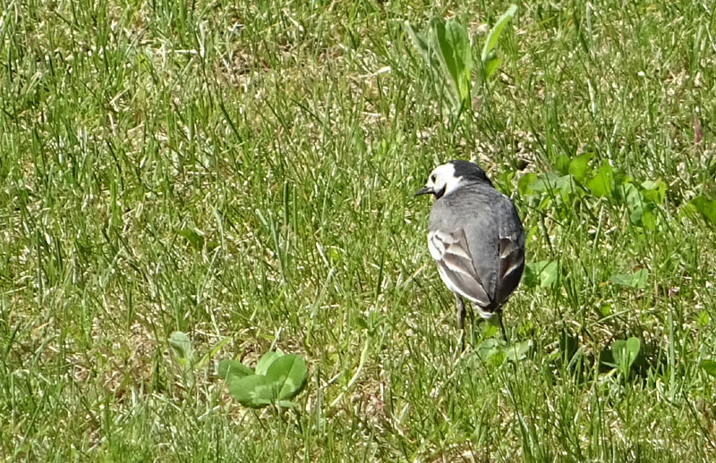 Motacilla alba, stranamente priva della sua lunga coda!