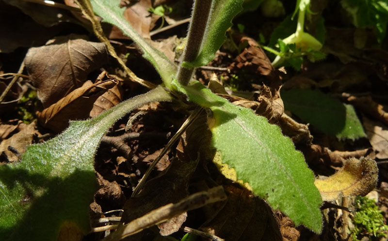 Pseudoturritis turrita (= Arabis turrita) / Arabetta maggiore