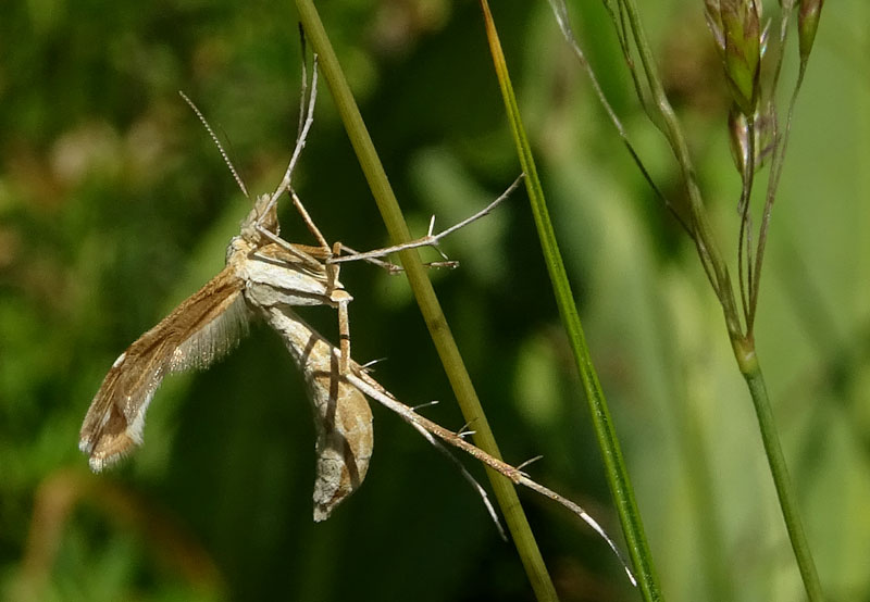 Pterophoridae: Cfr. Gillmeria pallidactyla