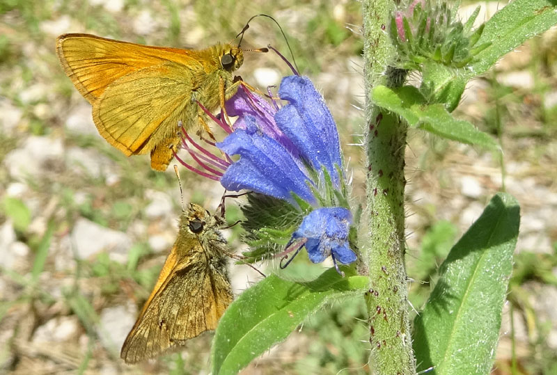 Hesperiidae: Thymelicus lineola ? no: Ochlodes sylvanus