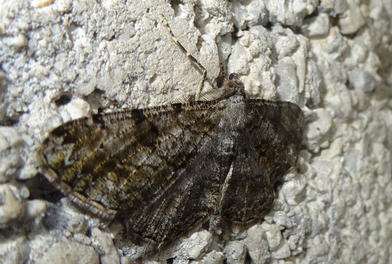 Peribatodes rhomboidaria - Geometridae