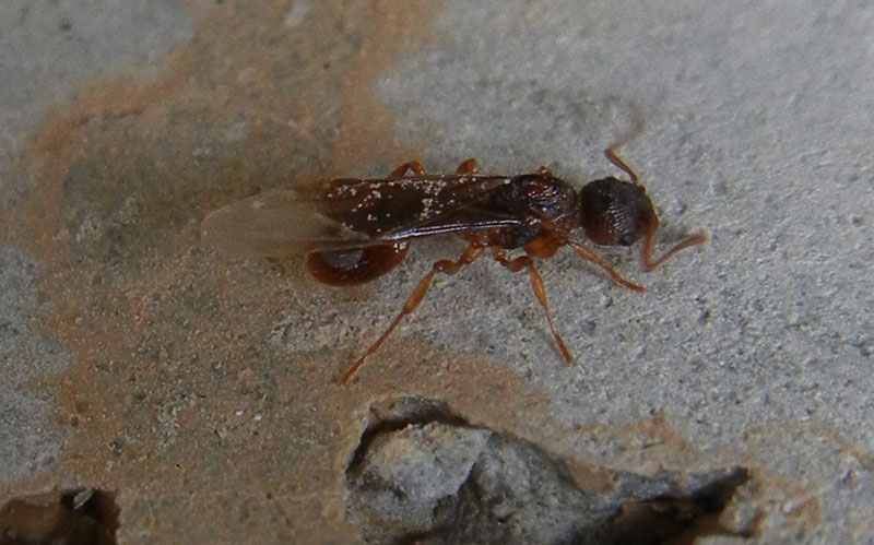 Regina di...... Myrmica sp.