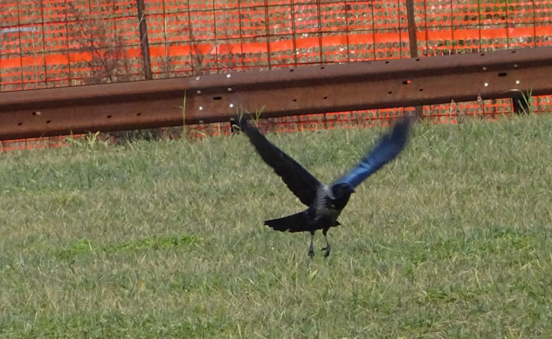 Corvus cornix - Corvidae.....dal Trentino