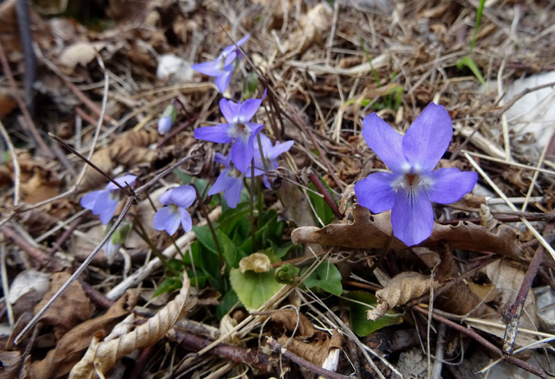 Viola hirta / Viola irta