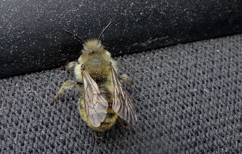 insolito habitat! Maschio di Osmia o Hoplitis (Apidae Megachilinae)