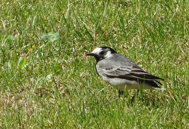 Motacilla alba, stranamente priva della sua lunga coda!