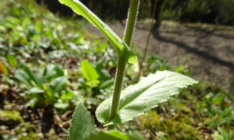 Pseudoturritis turrita (= Arabis turrita) / Arabetta maggiore