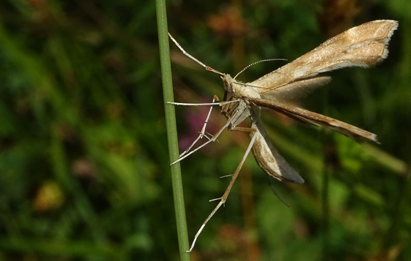 Pterophoridae: Cfr. Gillmeria pallidactyla