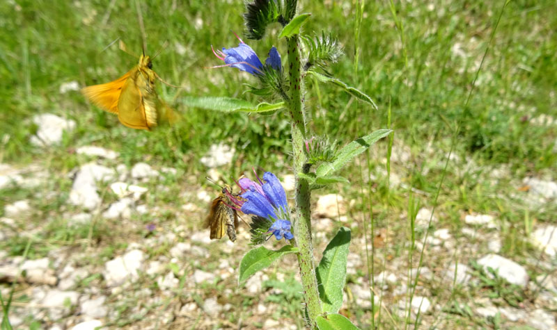 Hesperiidae: Thymelicus lineola ? no: Ochlodes sylvanus