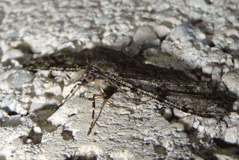 Peribatodes rhomboidaria - Geometridae