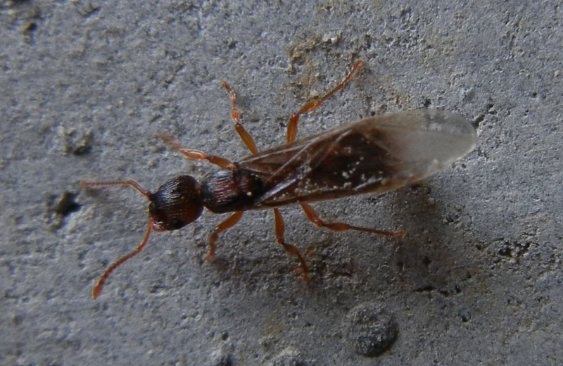 Regina di...... Myrmica sp.