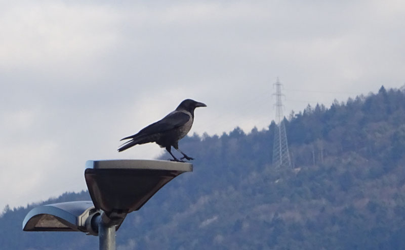 Corvus cornix - Corvidae.....dal Trentino