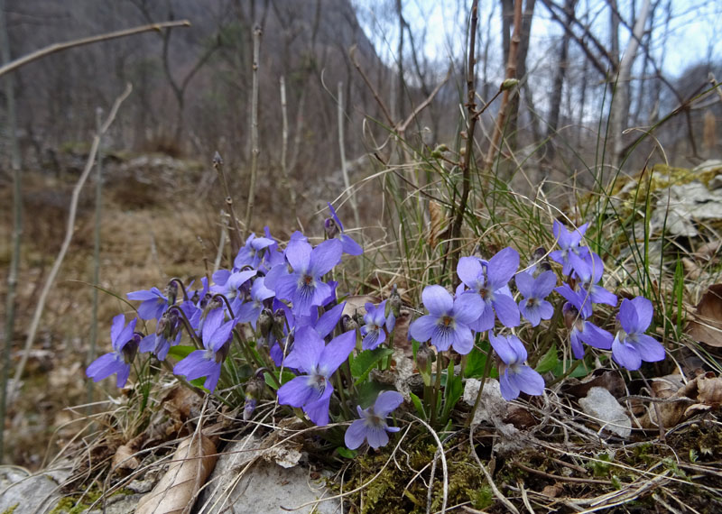 Viola hirta / Viola irta