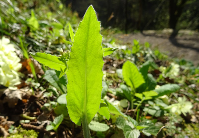 Pseudoturritis turrita (= Arabis turrita) / Arabetta maggiore