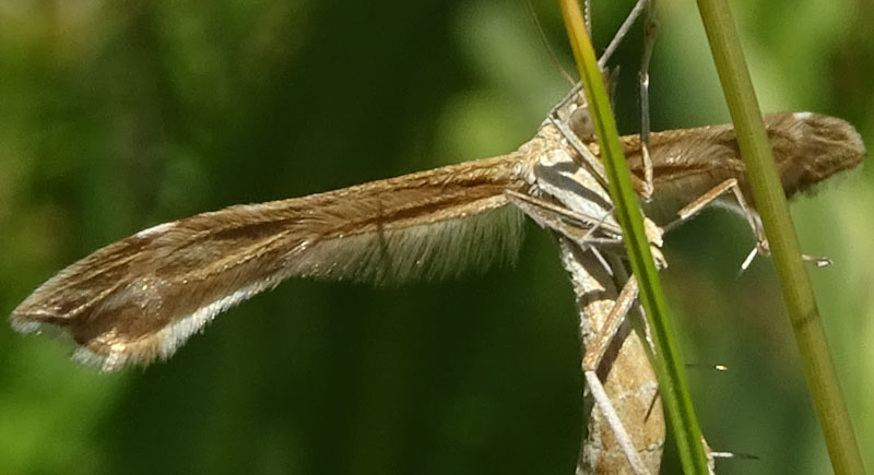 Pterophoridae: Cfr. Gillmeria pallidactyla