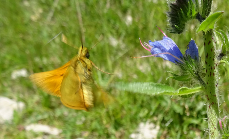 Hesperiidae: Thymelicus lineola ? no: Ochlodes sylvanus