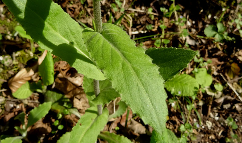 Pseudoturritis turrita (= Arabis turrita) / Arabetta maggiore