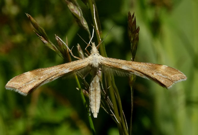 Pterophoridae: Cfr. Gillmeria pallidactyla