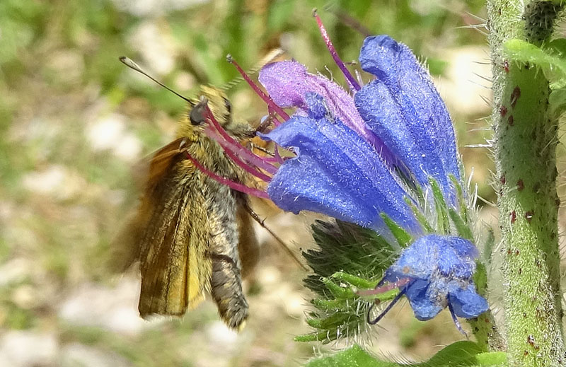 Hesperiidae: Thymelicus lineola ? no: Ochlodes sylvanus