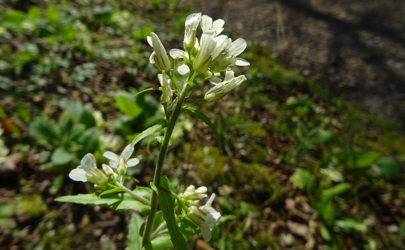 Pseudoturritis turrita (= Arabis turrita) / Arabetta maggiore